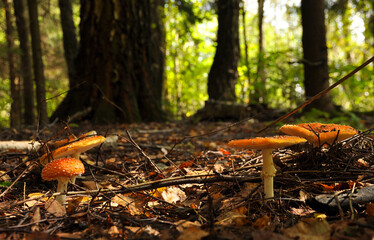 Fly agaric on forest floor close-up