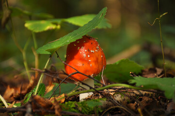 Fly agaric on forest floor close-up