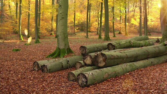 Autumn in deciduous forest. Tree trunks are lying in the foreground. The leaves are falling and birds are singing. Forest from Brilon, Sauerland, Germany.