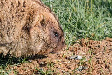 Bobak Marmot (Marmota bobak)