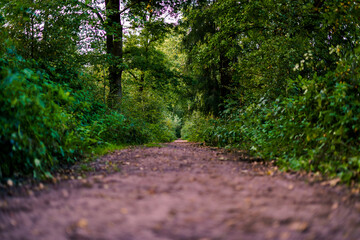 Wanderweg im Wald