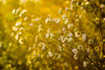 Daisies © Anna