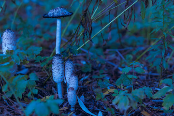 Artfully photographed mushrooms, dark photo of mushrooms, forest floor with beautiful mushrooms