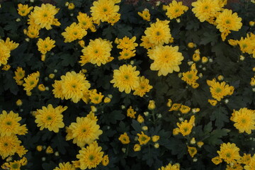 Chrysanthemum Flower / Yellow Flower