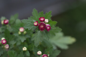 Chrysanthemum Flower / Red Flower