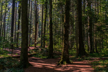 Peat bog forest Red Creek (Crveni potok)  on Tara mountain in Serbia