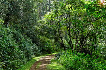 Path running through the lush forests of Kauai in Hawaii