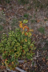 Herbststrauch