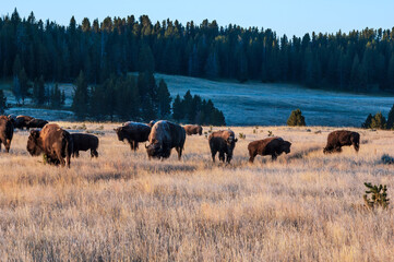Bison (Bison bison) in Yellowstone National Park, USA