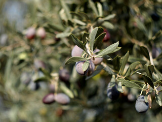 olive branch, olives on background and close-up