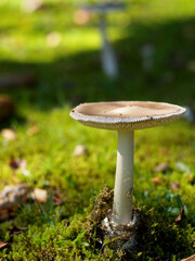 mushrooms in the forest. moss. blurred green background