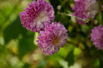 Pink chrysanthemum plant on green. Chrysanthemums annuals flowers branch