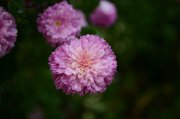 Obraz premium Pink chrysanthemum plant on green. Chrysanthemums annuals flowers branch