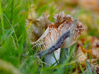 mushrooms in the forest. grass. blurred background