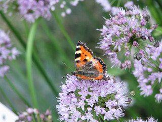 An orange butterfly on a purple flower