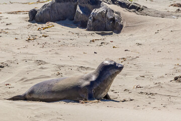 Northern Elephant Seal (Mirounga angustirostris) at hauling-out, Piedras Blancas, California, USA