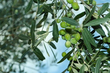 olive verdi l'autunno incalza