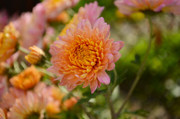 Pink chrysanthemum plant on green. Chrysanthemums annuals flowers branch