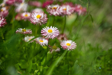 Nice summer field flowers at sunny day nature close up photography