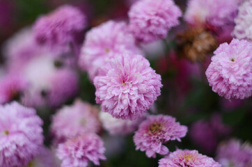 Pink chrysanthemum plant on green. Chrysanthemums annuals flowers branch