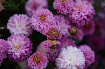 Pink chrysanthemum plant on green. Chrysanthemums annuals flowers branch