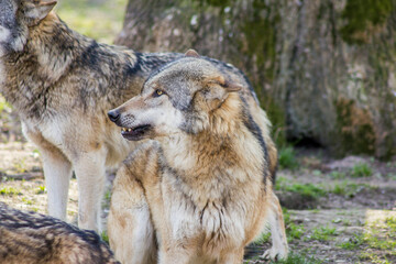 European Wolf