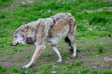 Der Wolf (Canis Lupus) ist derzeit das größte Raubtier aus der Familie der Hunde (Canidae)