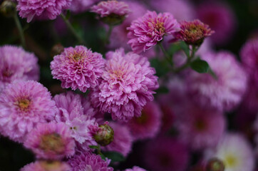 Pink chrysanthemum plant on green. Chrysanthemums annuals flowers branch