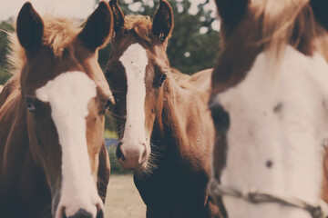 Herd of young horses close up on quarter horse farm.