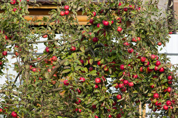 Lots of red small apples on a tree in autumn