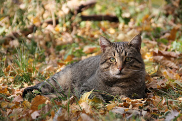 Naklejka na ściany i meble Beautiful tabby cat lies on colorful lawn strewn with autumn leaves. Lawn is green with yellow and brown leaves.