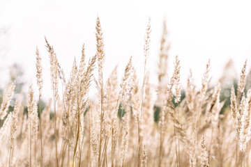 Beautiful abstract closeup of golden dried meadow grass. Beautiful fall rural nature background landscape. Great design for any purposes.