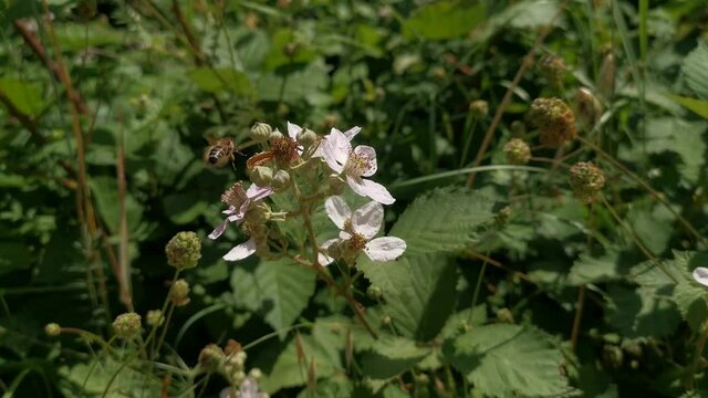 The European honey bee collects nectar on BlackBerry flowers. Blooming tender flowers of garden blackberries. Summer natural background.