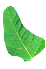 Obraz premium Map of Barbados in green leaf texture on a white isolated background. Ecology, climate concept