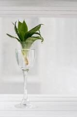 the process of the flower sansevieri is in a glass of water on white background