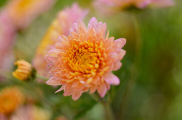 Pink chrysanthemum plant on green. Chrysanthemums annuals flowers branch