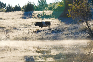 Belted Galloway cow in winter Texas landscape under frost on cold day.