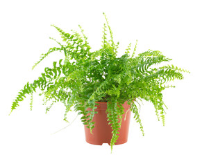 Fern in a pot isolated