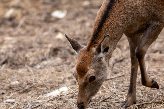 close deer searching the grownd for food in autumn