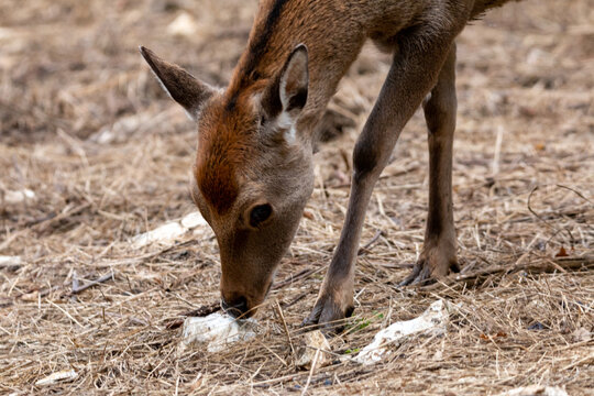 close deer searching the grownd for food in autumn