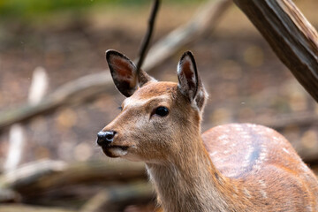close deer observing the area for enemys in autumn