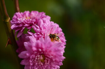 Pink chrysanthemum plant on green. Chrysanthemums annuals flowers branch