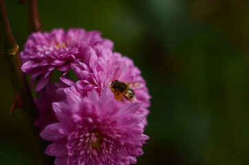 Pink chrysanthemum plant on green. Chrysanthemums annuals flowers branch