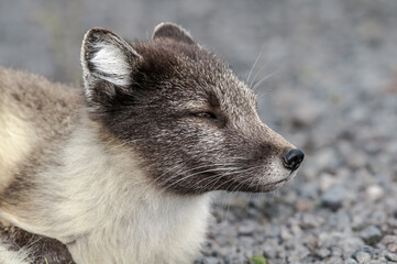 Arctic Fox (Alopex lagopus) at St. George Island, Pribilof Islands, Alaska, USA