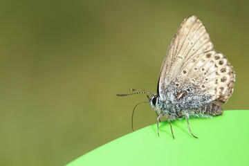 butterfly on leaf