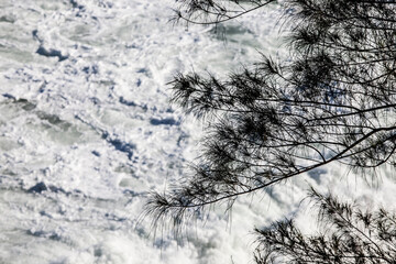 Waves and Tree seen from above