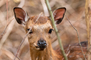 close fawn observing the area for enemys in autumn