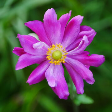 Closeup of a pink japanese anemone flower with yellow centre