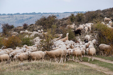 flock of sheep, Gollorio, Guadalajara, Spain