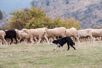 Naklejka na ściany i meble sheepdog leading a flock of sheep, Gollorio, Guadalajara, Spain